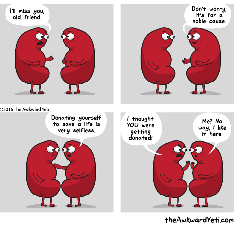 A four panel comic: Title: Kidneys say their goodbyes Two plump, red kidneys with tiny legs and arms and big, bulging eyes talk. Left Kidney: “I’ll miss you, old friend.” Right Kidney smiles: “Don’t worry, it’s for a noble cause.” “Donating yourself to save a life is very selfless.” Left Kidney scowls: “I thought you were getting donated!” Right Kidney’s eyes widen: “Me? No way, I like it here.” Source: The Awkward Yeti dot com.